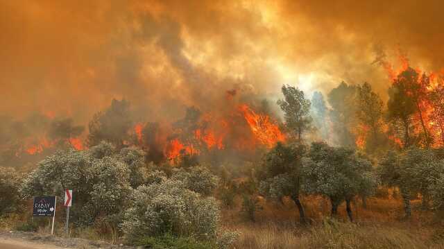 Milas'ta orman yangın! Havadan ve karadan müdahale ediliyor