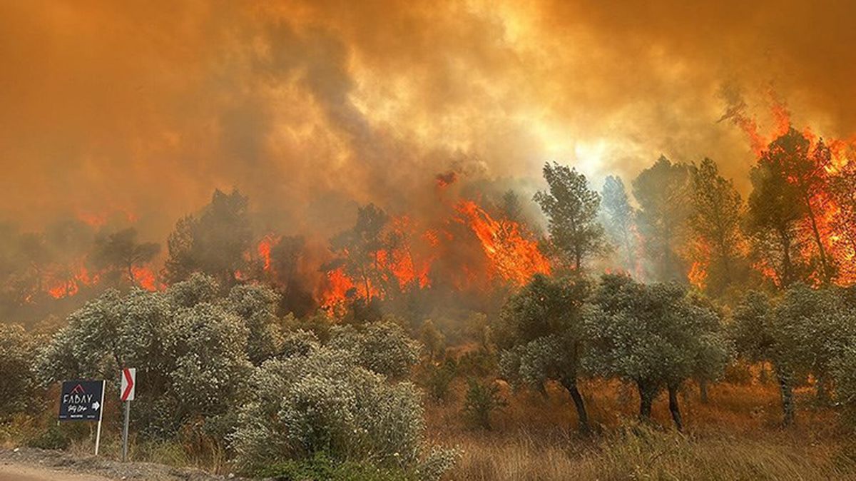 Milas'ta orman yangını kontrol altına alındı