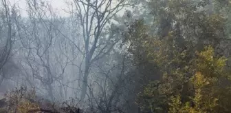 Sumbas'ta Orman Yangını: 3 Dönüm Alan Zarar Gördü