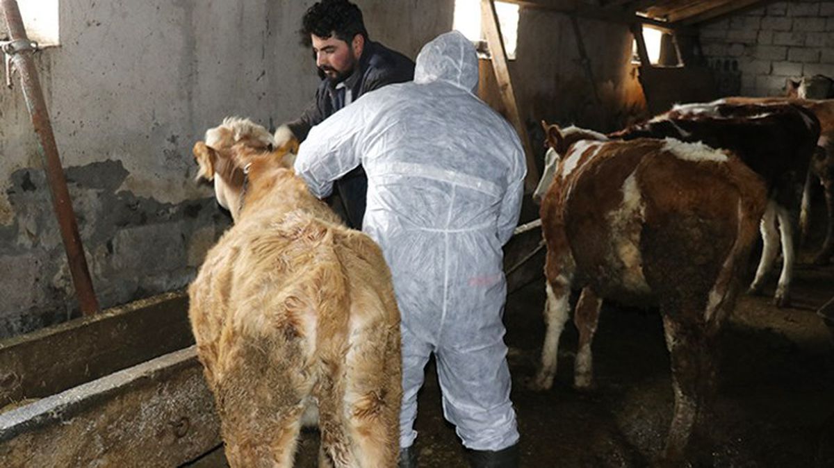 Sakarya'da şap alarmı! Bir ilçede hayvan pazarları ve mezbahalar kapatıldı