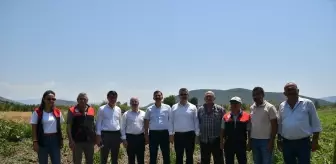 Balıkesir'de Yerli ve Milli Çeşitlerin Hasadı Gerçekleştirildi