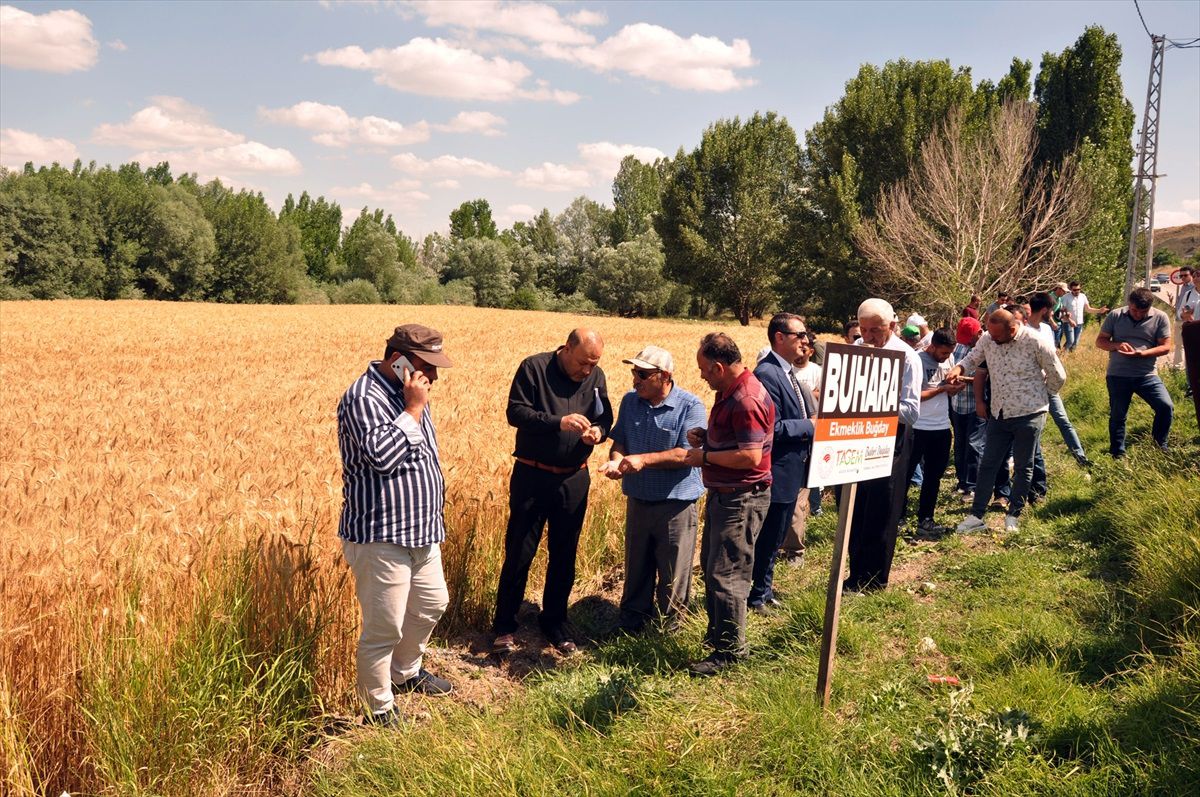 Yozgat'ta yerli buğday ve arpa çeşitleri tanıtıldı