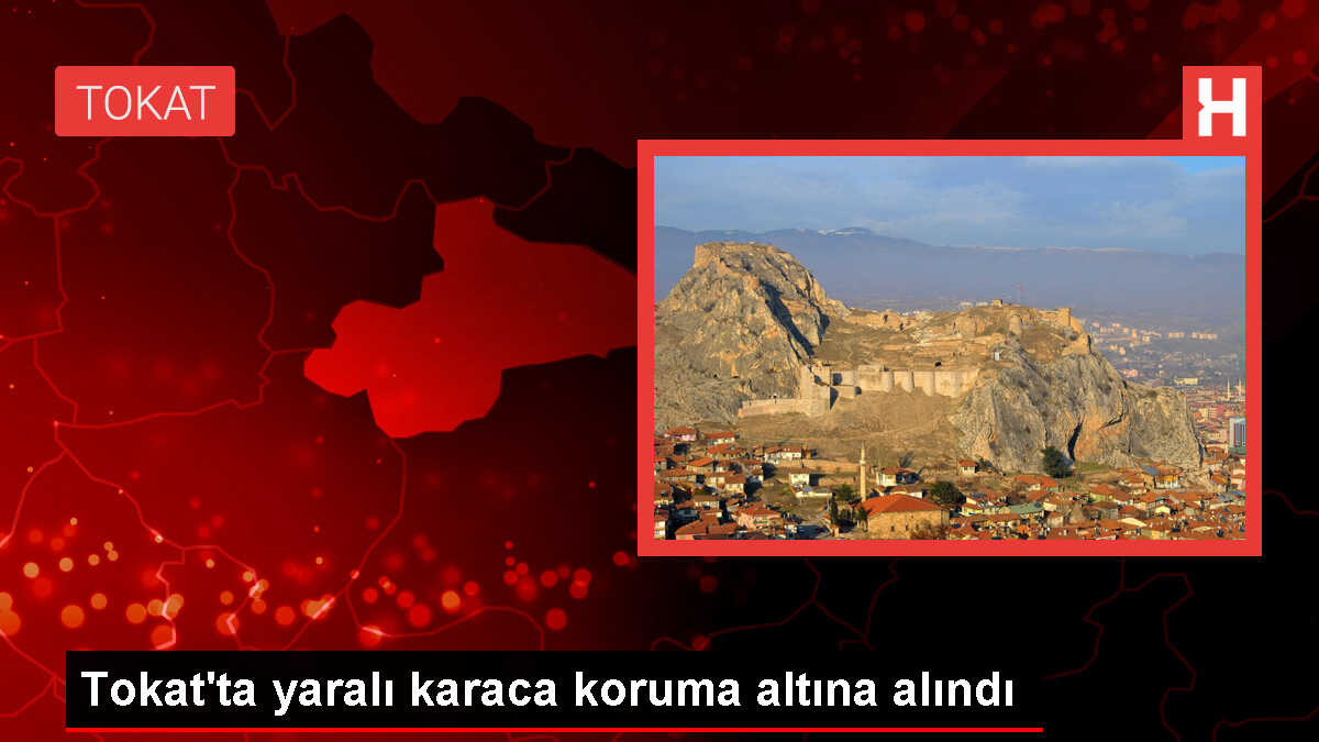 Tokat'ta Yaralı Halde Bulunan Karaca Tedavi Edilmek Üzere Koruma Altına Alındı