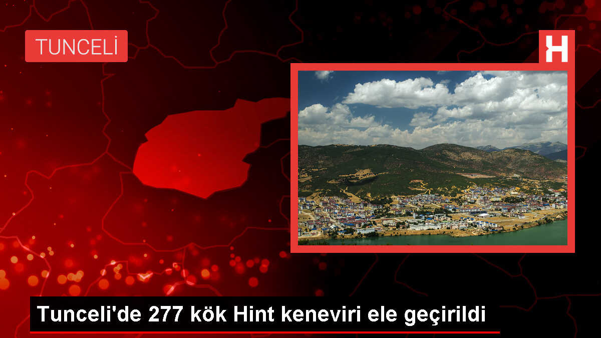 Tunceli'de Hint keneviri operasyonu: 227 kök ele geçirildi