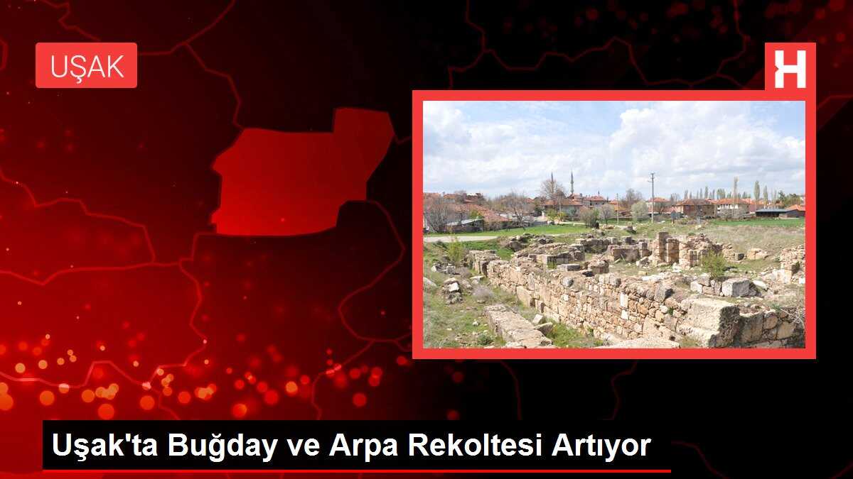 Uşak'ta Buğday ve Arpa Rekoltesi Artıyor