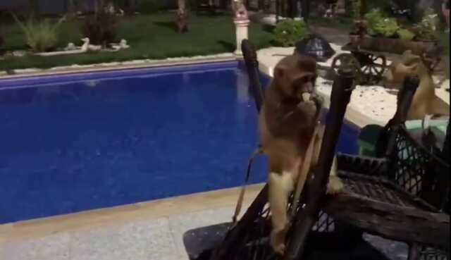 Villaya kaçakçılık operasyonu! Piton yılanı, aslan ve maymun ele geçirildi