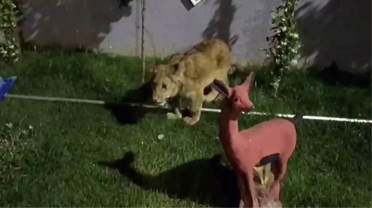 Villaya kaçakçılık operasyonu! Piton yılanı, aslan ve maymun ele geçirildi