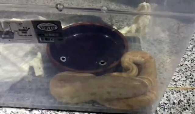 Villaya kaçakçılık operasyonu! Piton yılanı, aslan ve maymun ele geçirildi