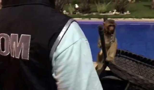 Villaya kaçakçılık operasyonu! Piton yılanı, aslan ve maymun ele geçirildi