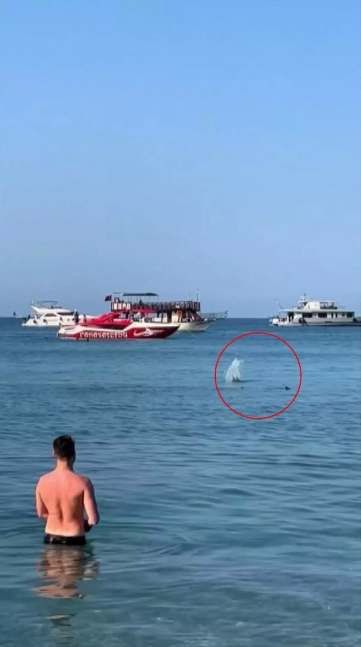 Kemer Sahilinde Taşlanan Balık Türü Mavi Yelken Balığı Çıktı