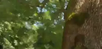 Efteni Gölü'nün taştığı selde mahsur kalan kedi kurtarıldı