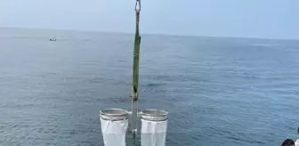 Tavşan Adası'ndaki biyoçeşitlilik değişimine yakın takip