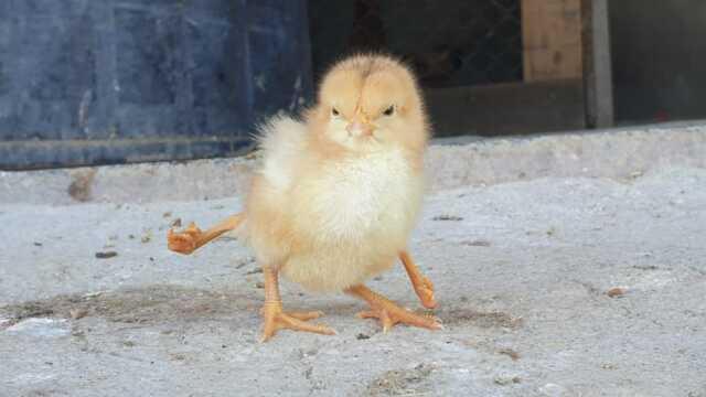 Yumurtadan yeni çıkan 4 ayaklı civciv, çiftlik sahibini şoke etti: İlk kez başımıza böyle bir şey geldi