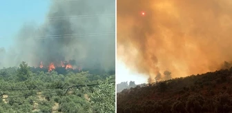 Bodrum'da orman yangını! Rüzgarın etkisiyle yayılan alevler büyük oranda kontrol altına alındı