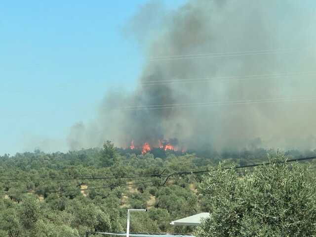 Bodrum'da orman yangını! Havadan ve karadan müdahale ediliyor