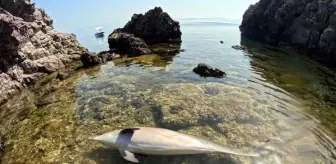 Ayvalık'ta Kıyıya Vurmuş Ölü Yunus Bulundu