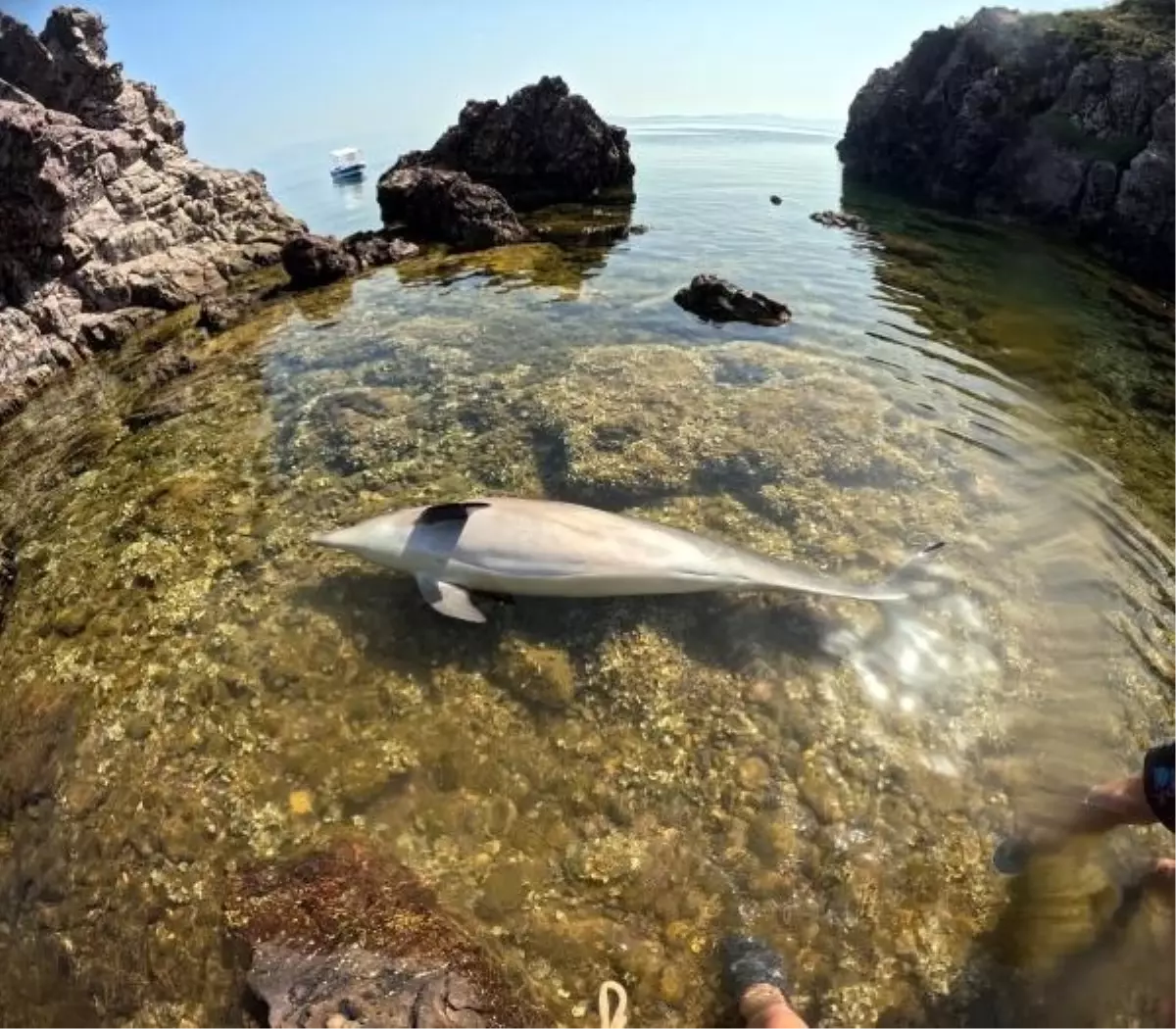 Ayvalık'ta Kıyıya Vurmuş Ölü Yunus Bulundu