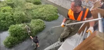 Kars Çayı'nda mahsur kalan köpek kurtarıldı