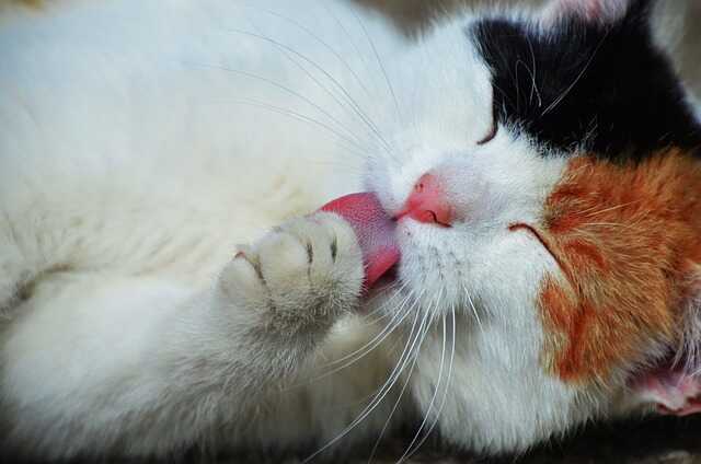 Kedi yıkanır mı, yıkanmaz mı? Kedi yıkandıktan sonra kurutulur? Kediler nasıl yıkanmalı, yıkarken nelere dikkat edilmeli?