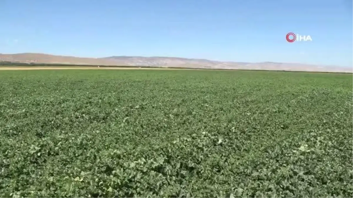 Sultansuyu'nda karpuz ve kavun hasadı için gün sayılıyor