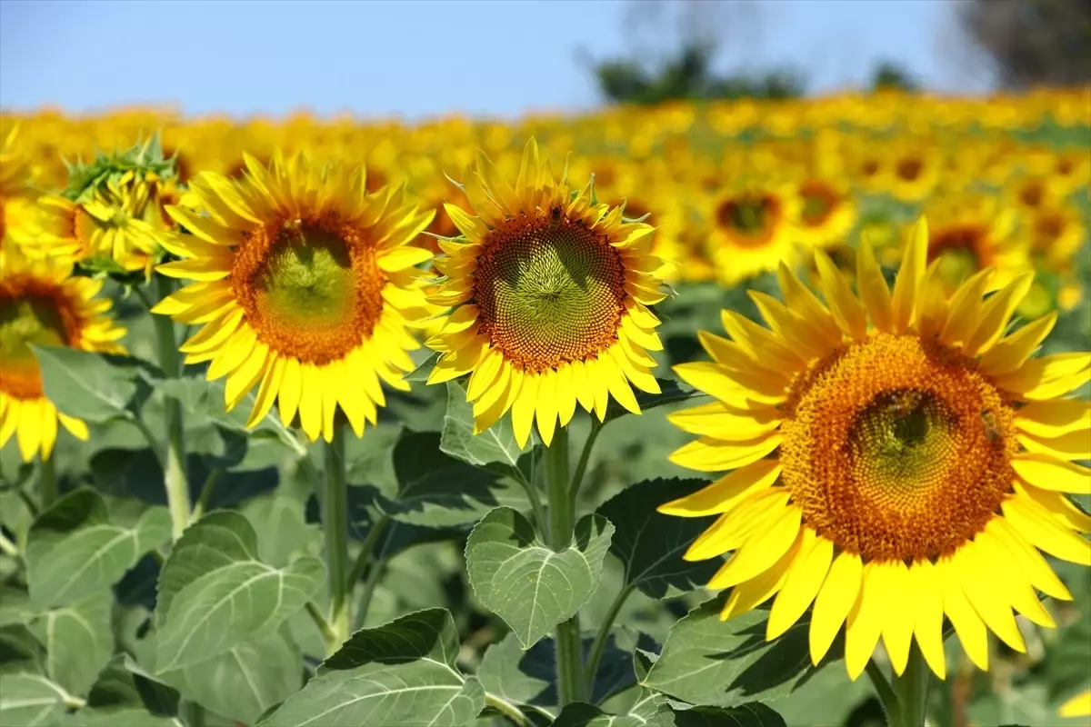 Tekirdağ'da Renkli Tarlalar Turizme Katkı Sağlıyor