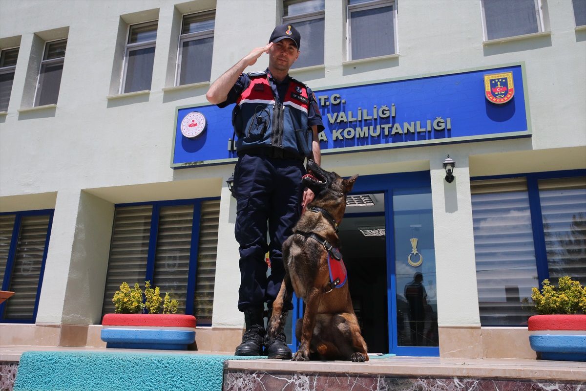 İz Takip Köpeği Tank, Jandarmanın En Büyük Yardımcısı