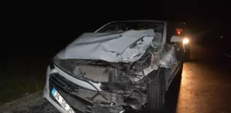 Zile'de otomobilin çarptığı büyükbaş öldü, 4 kişi yaralandı