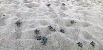 Patara Kumsalında Yavru Caretta Carettalar Denizle Buluştu