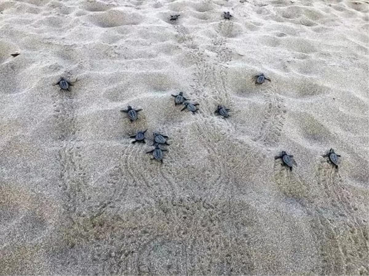 Patara Kumsalında Yavru Caretta Carettalar Denizle Buluştu