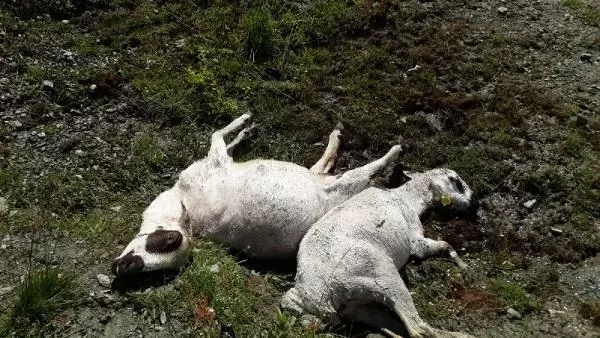 Yaylada fırtına çıktı, 98 koyun soğuktan telef oldu Yaylada fırtına çıktı, 98 koyun soğuktan telef oldu