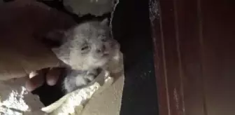 Avcılar'da Mahsur Kalan Kedi ve Güvercin İtfaiye Tarafından Kurtarıldı