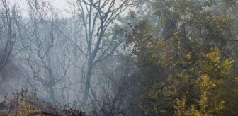 Sumbas'ta çıkan orman yangını 24 saatte söndürüldü