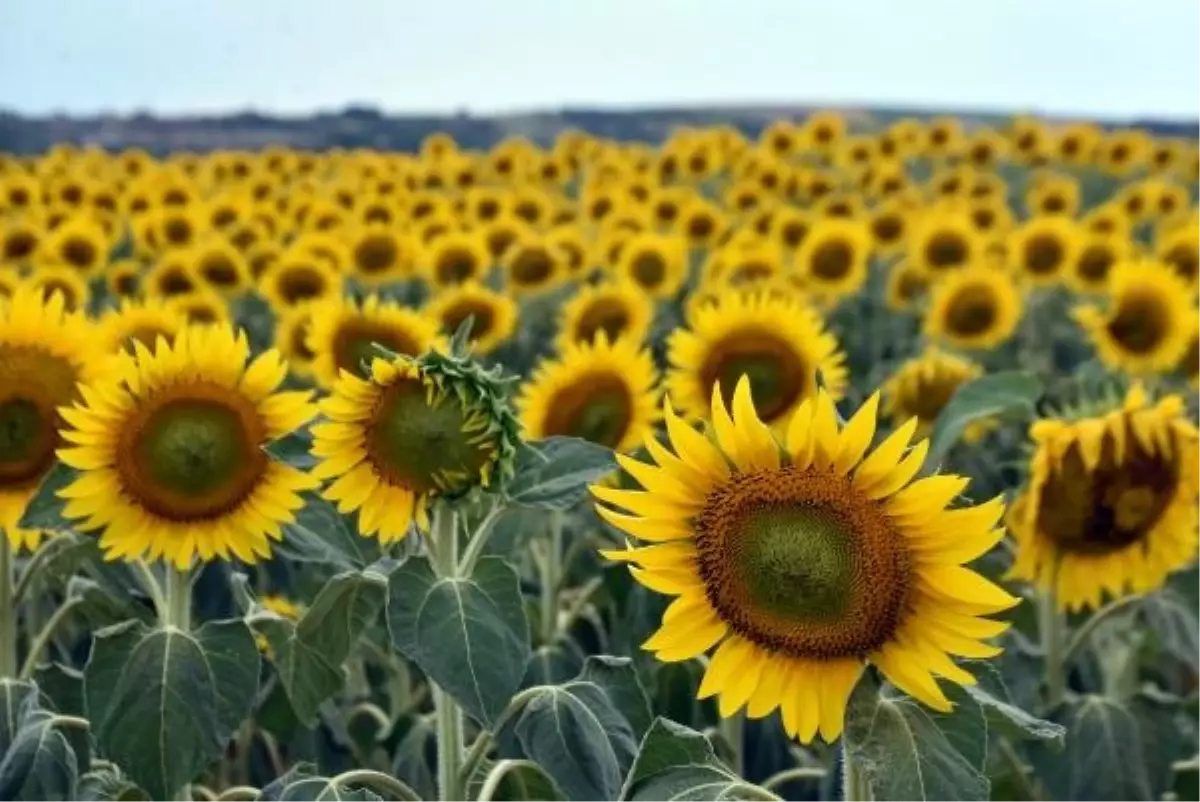 Trakya'nın 'sarı gelini' aşırı sıcaklıktan strese girdi; dane sayısı azalıyor