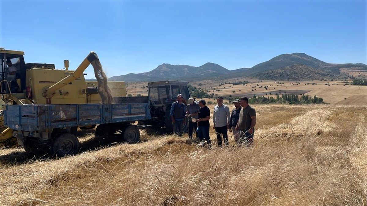 Beyşehir'de biçerdöverler dane kaybına karşı kontrol ediliyor