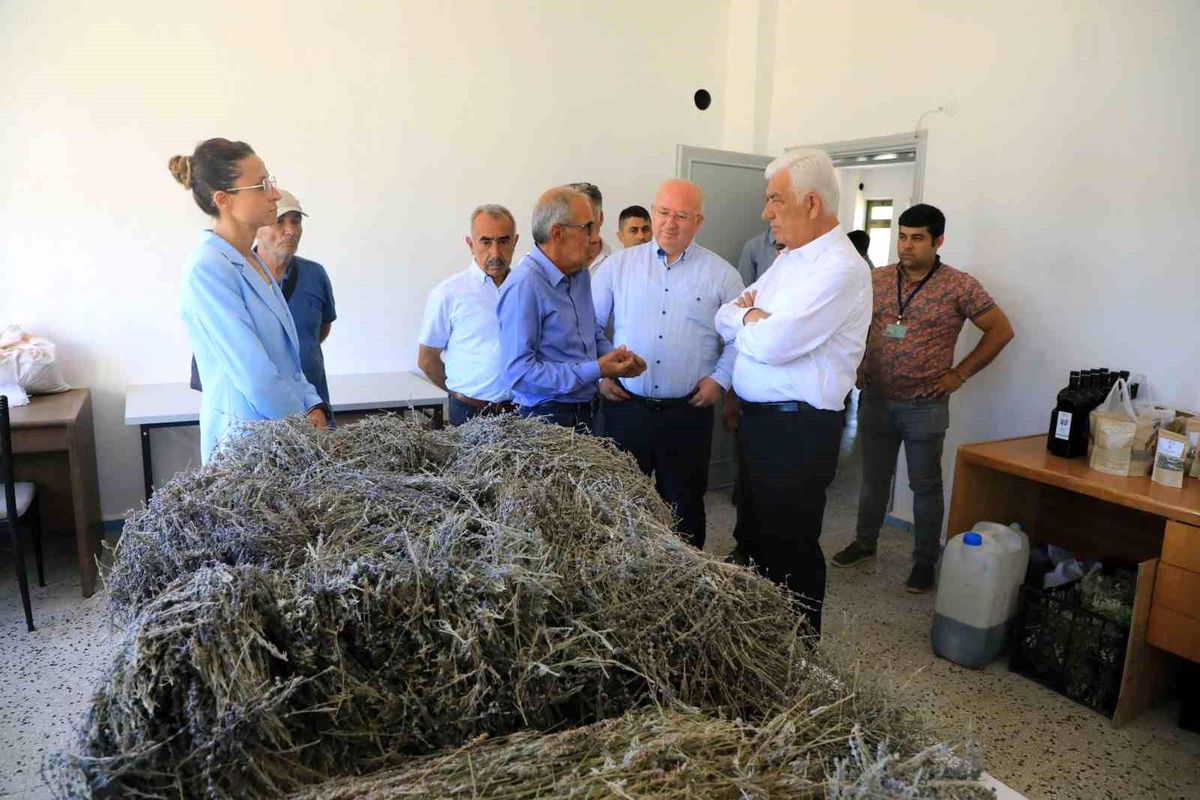 Muğla'da Büyükşehir Belediyesi'nin destekleriyle lavanta üretimi artıyor