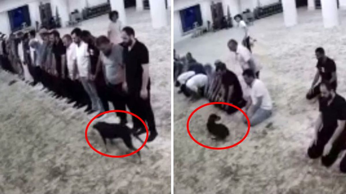 Camiye giren köpek ile cemaatin imtihanı kamerada! Ortaya ilginç görüntüler çıktı