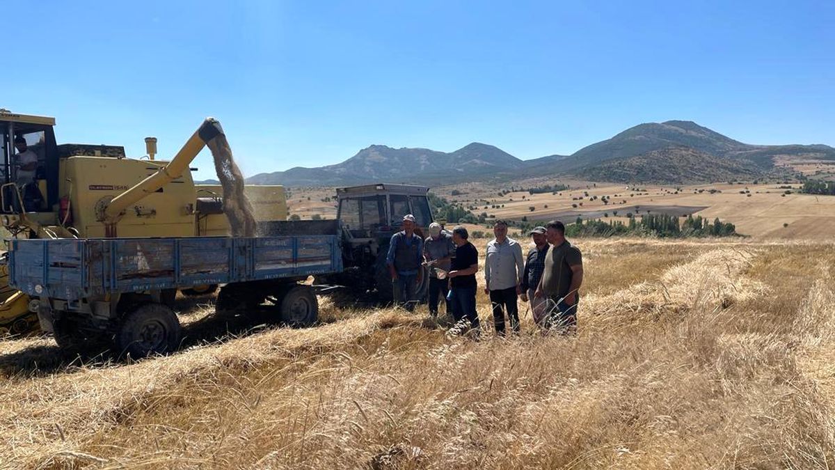Beyşehir'de arpa hasadı başladı, biçerdöverler dane kaybına karşı takip ediliyor