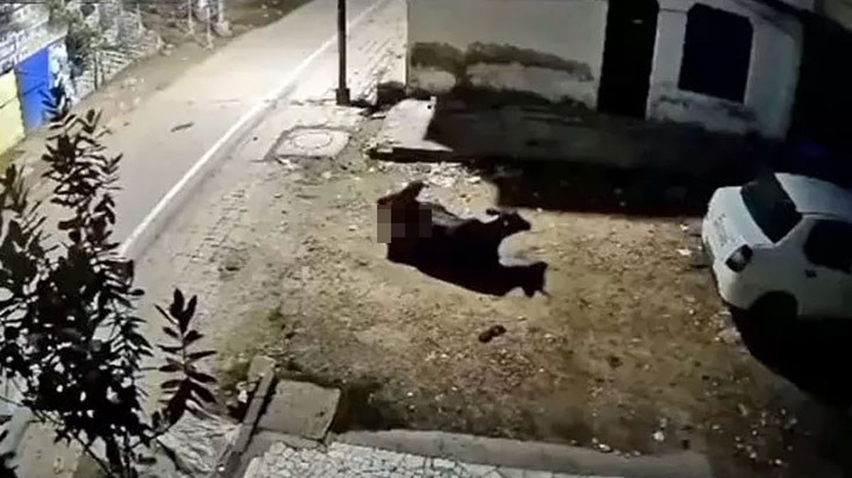 Hindistan'da 65 yaşındaki temizlik işçisi, ineklere tecavüz etti