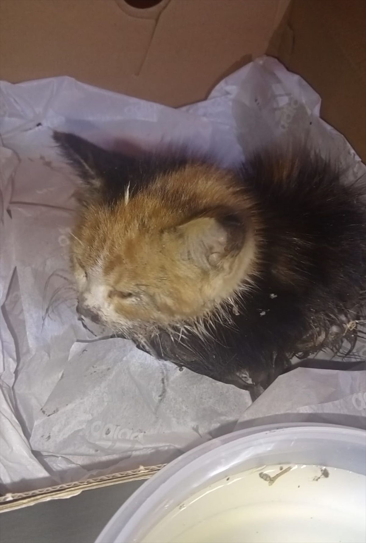 Erbaa'da rögara düşen kedi yavrusu kurtarıldı