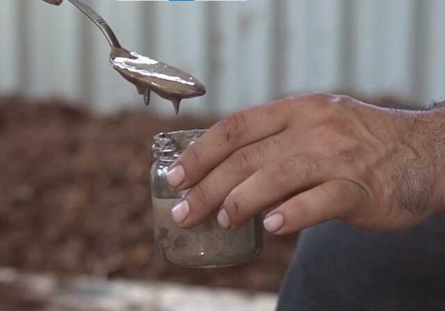 Türkiye'de sadece Muğla'da üretiliyor! Her derde deva sığla yağının litresi 5 bin lira Türkiye'de sadece Muğla'da üretiliyor! Her derde deva sığla yağının litresi 5 bin lira