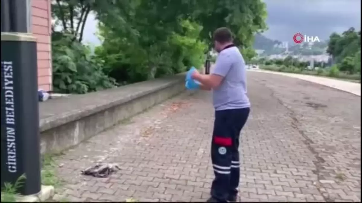 Yaralı martının imdadına belediye ekipleri yetişti