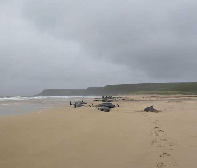 55 balinanın toplu intiharı! Yaşadıkları acı olaya katlanamayıp her birlikte kıyıya vurdular