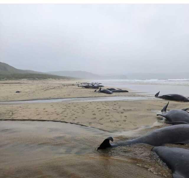 55 balinanın toplu intiharı! Yaşadıkları acı olaya katlanamayıp her birlikte kıyıya vurdular
