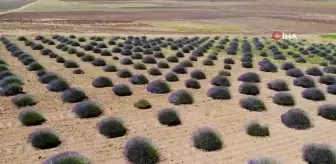 Arguvan'da Lavanta Bahçesi Mor Renge Büründü