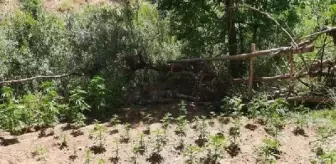 Bingöl'de Uyuşturucu Operasyonunda 2 Bin 507 Kök Hint Keneviri Ele Geçirildi