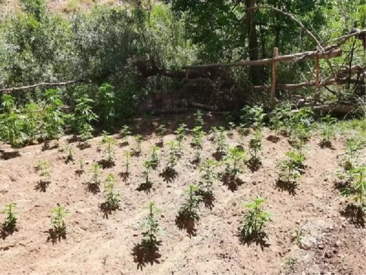 Bingöl'de Uyuşturucu Operasyonunda 2 Bin 507 Kök Hint Keneviri Ele Geçirildi