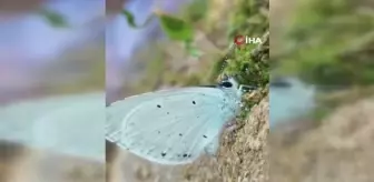 Endemik tür mavi kelebekler görüntülendi