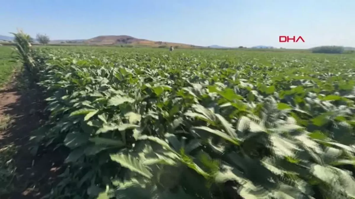 Osmaniye'de Bamya Üretimi Türkiye'de 4. Sırada