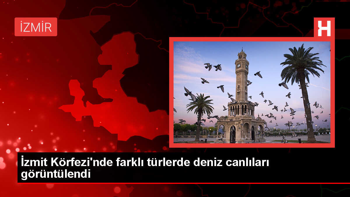 İzmit Körfezi'nde Deniz Canlılarının Korunması ve Tanıtımı İçin Dalış Yapıldı