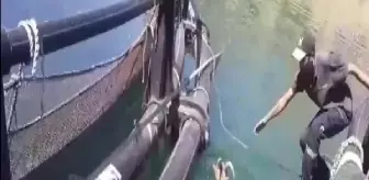 Fırat Nehri'ndeki Alabalık Üretim Tesisi İşçileri Dağ Keçisini Kurtardı